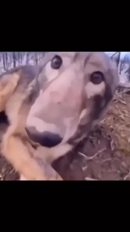 Лев слишком близко к камере