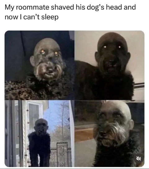 Shaved Dog Keeps Me Awake