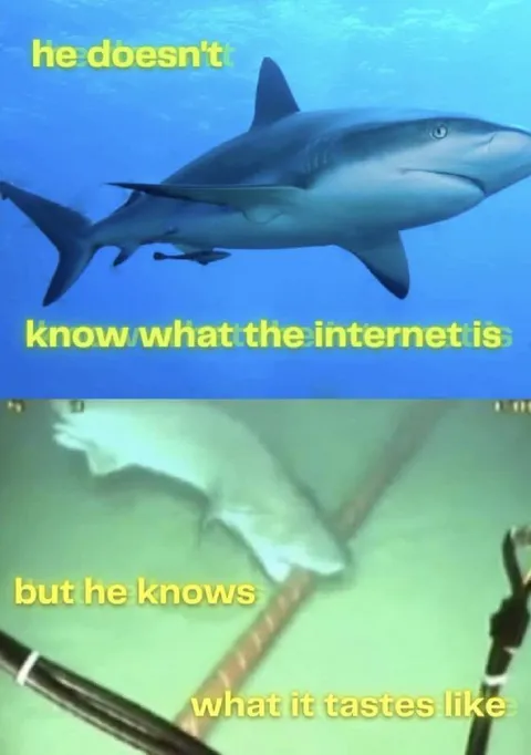 Shark Knows What Internet Tastes Like