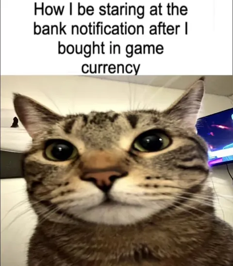 Cat Stares at Bank Notification