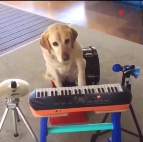Dog Waits for the Drum Beat