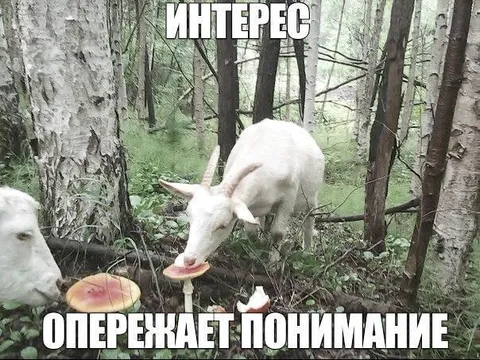 Козы опережают понимание
