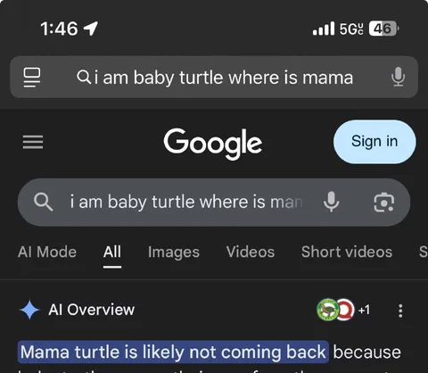 Baby Turtle Searches for Mama