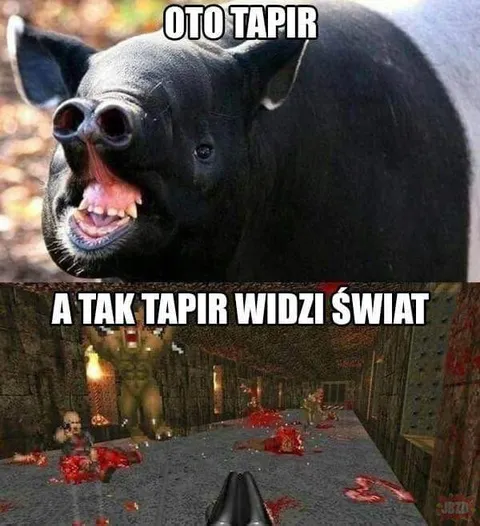 Tak tapir widzi świat