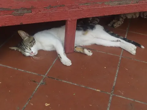 Кот спит под лавкой