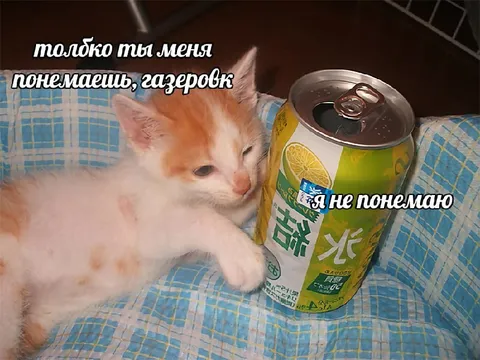 Кот и непонятная газировка