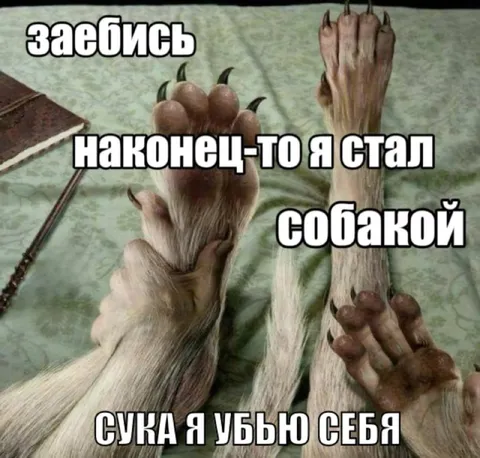Наконец-то я стал собакой