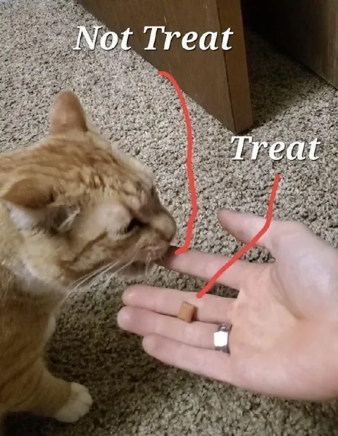 Cat Chooses Not Treat