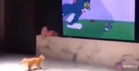 Котёнок смотрит Том и Джерри