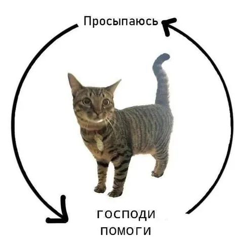 Просыпаюсь — господи помоги