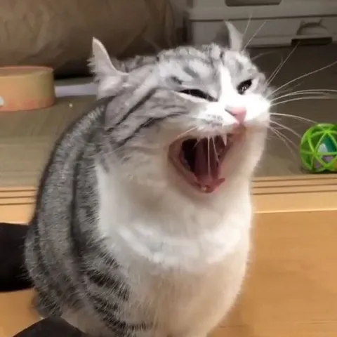 Кричащий полосатый кот