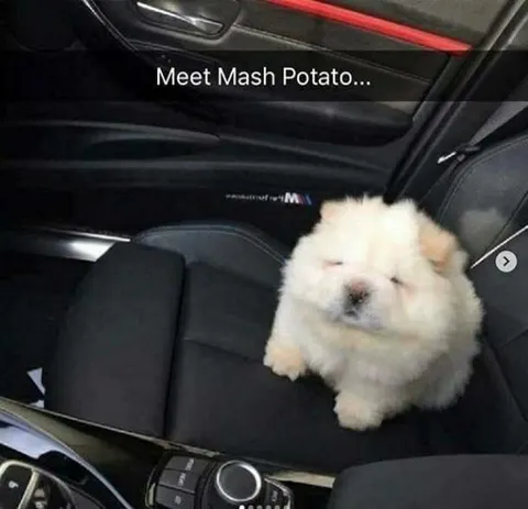 Meet Mash Potato Puppy