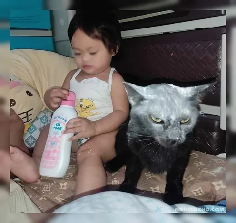 Angry Cat Babysitting