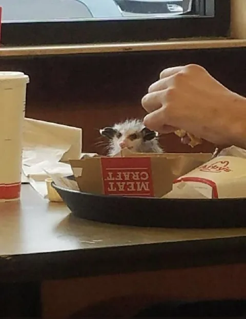 Kitten Hiding in a Burger Box