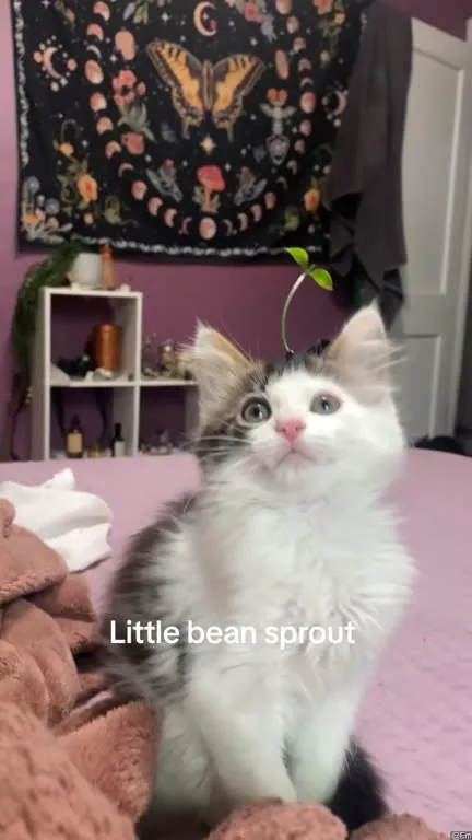 Little Bean Sprout Cat