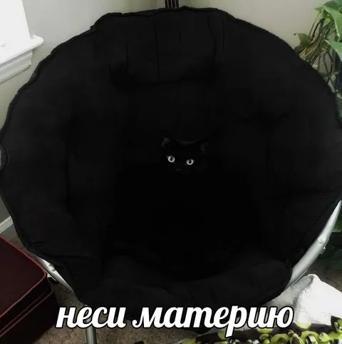 Кот в чёрном кресле