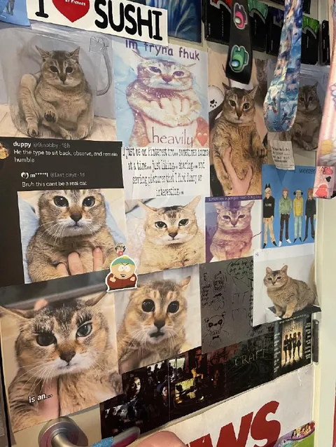 Cat Wall of Tiny Faces
