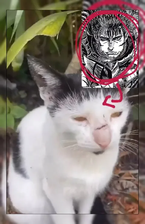 Кот в режиме Гатса