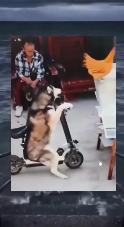 狗狗骑车冲进海里