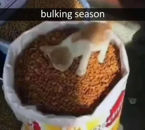 Cat Bulking Season