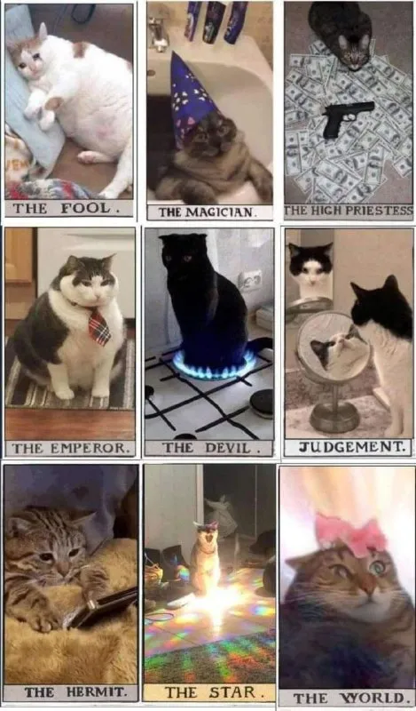Cat Tarot Card Reading