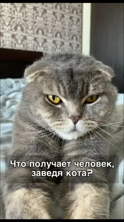 Что получает человек, заведя кота