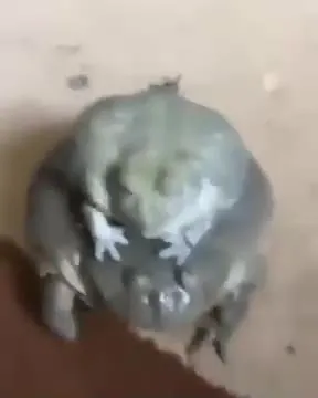 Круглая лягушка ползёт к камере