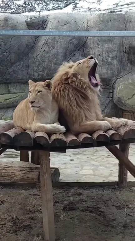 Lion Couple and Their Baby