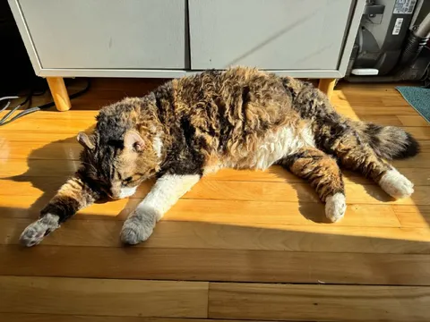 Кот распластался на солнце