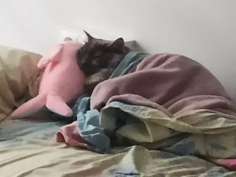Котик уютно спит под одеялом