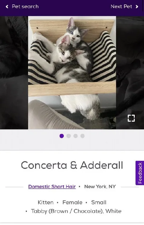 Concertа and Adderall Kittens