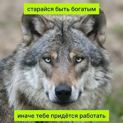 Богатый волк и работа