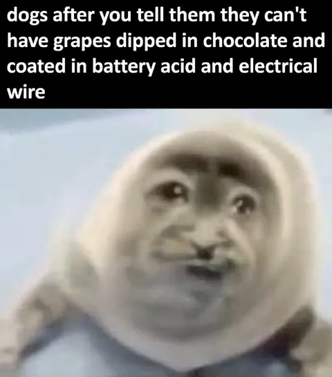 Dogs Forbidden Snack Reaction