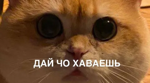 Дай чо хаваешь