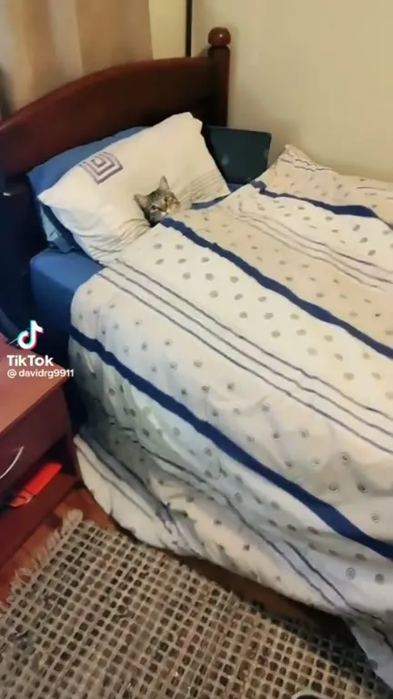 Котик под одеялом