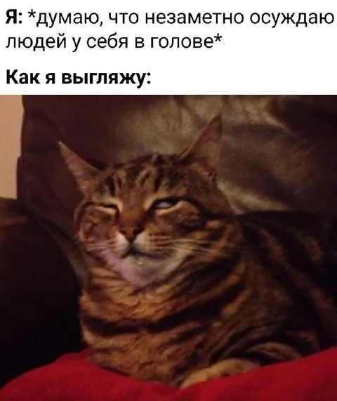 Кот осуждает людей в голове