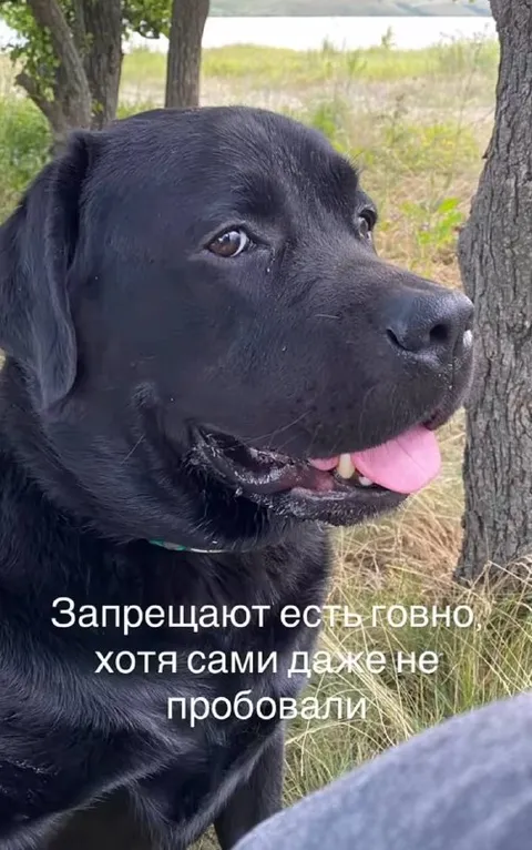 Сами не пробовали, а запрещают