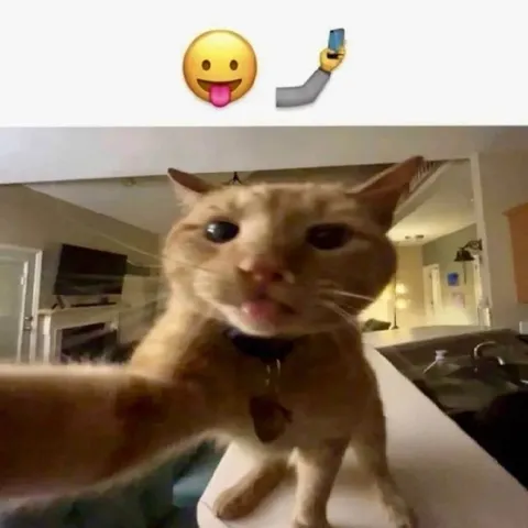Кот делает селфи с высунутым языком