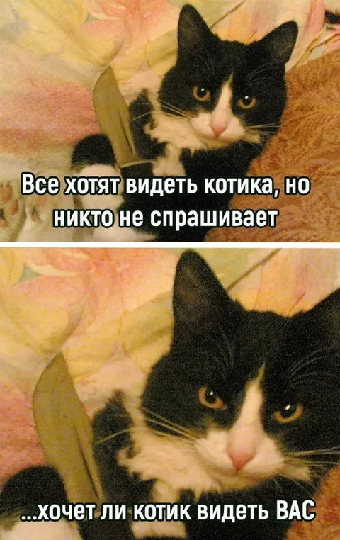 Котик хочет видеть вас