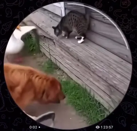 Кот сбегает от гусей