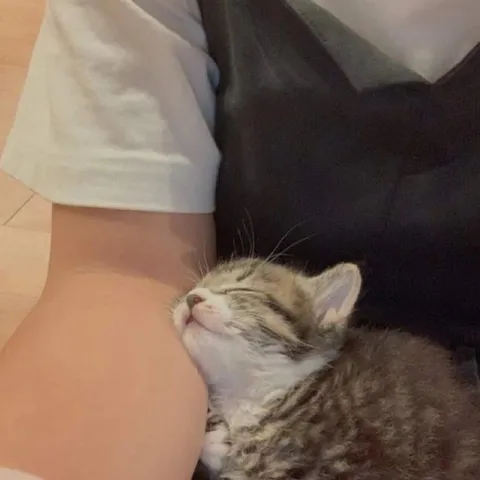 Котёнок нашёл идеальное место