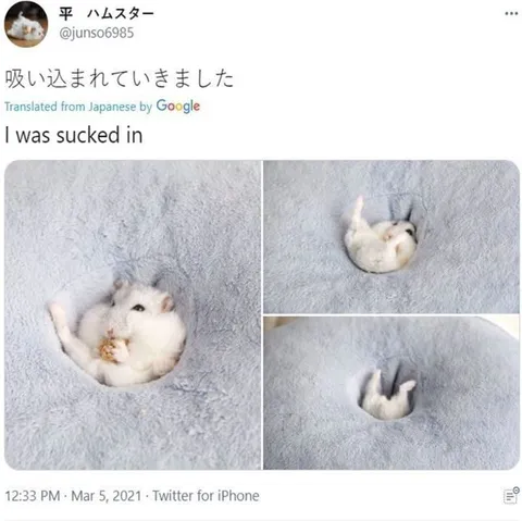 吸い込まれるハムスター