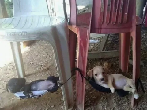 Dog and Breakfast Chair