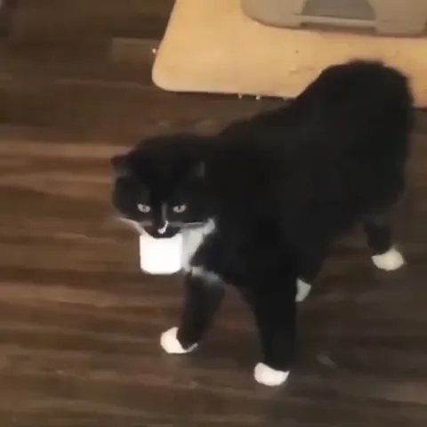 Кот несёт белый стаканчик