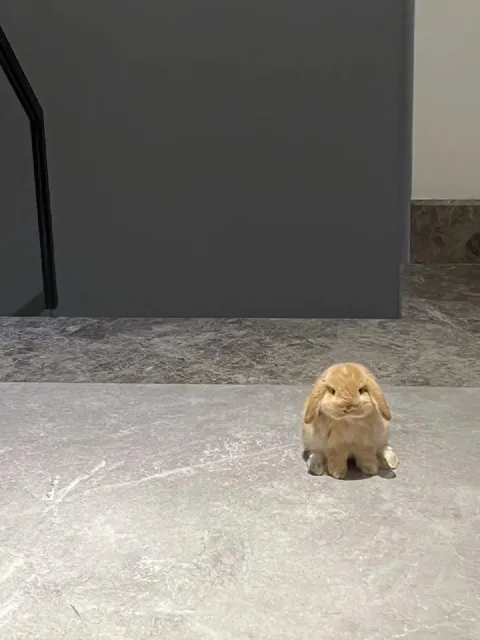 Одинокий грустный кролик