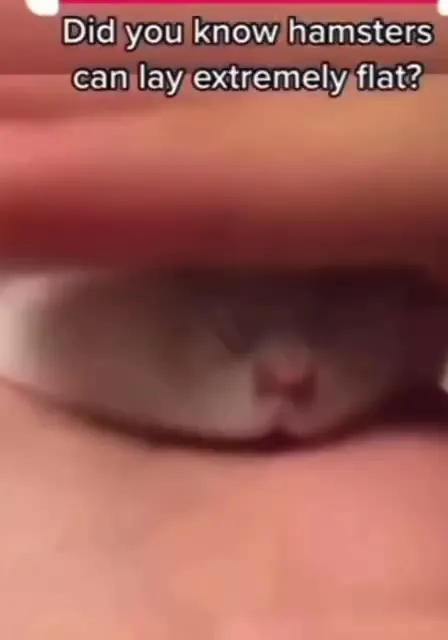 Hamster Flattens Into Pancake