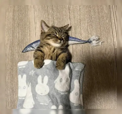 Кот спит с рыбой