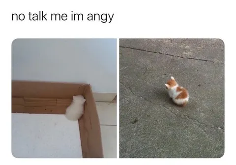 No Talk Me I'm Angry Cats