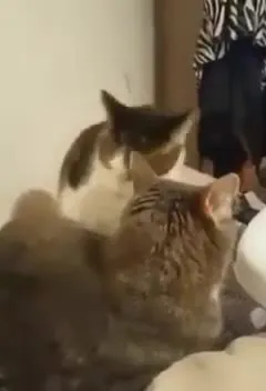 Кот внезапно нападает и зевает