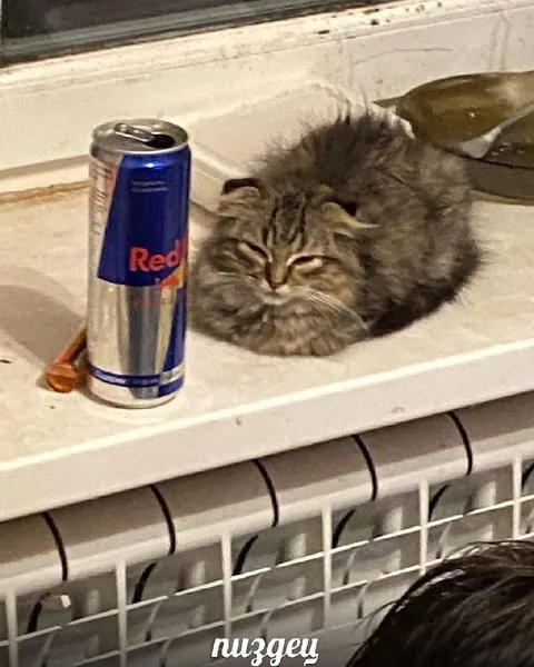 Кот и банка Red Bull